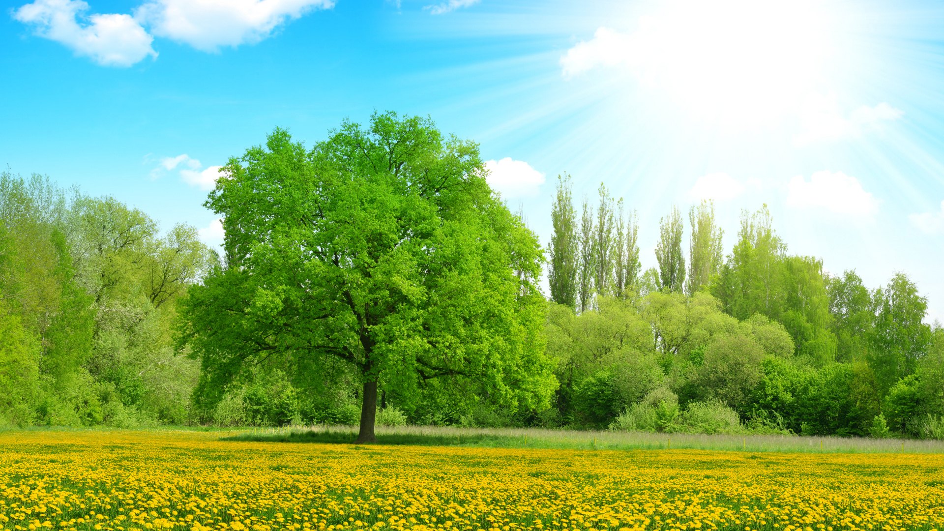 Arbres Verts et Champ de Fleurs Jaunes Sous Ciel Bleu Pendant la Journée. Wallpaper in 1920x1080 Resolution