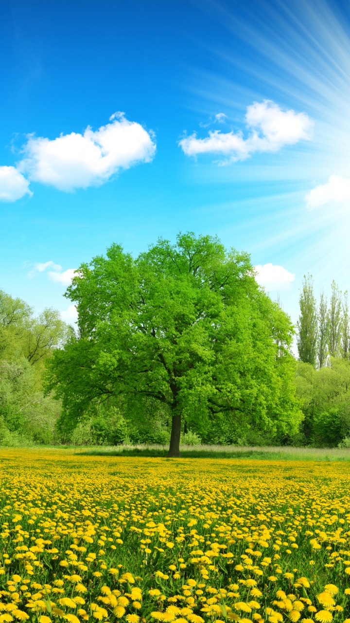 Arbres Verts et Champ de Fleurs Jaunes Sous Ciel Bleu Pendant la Journée. Wallpaper in 720x1280 Resolution