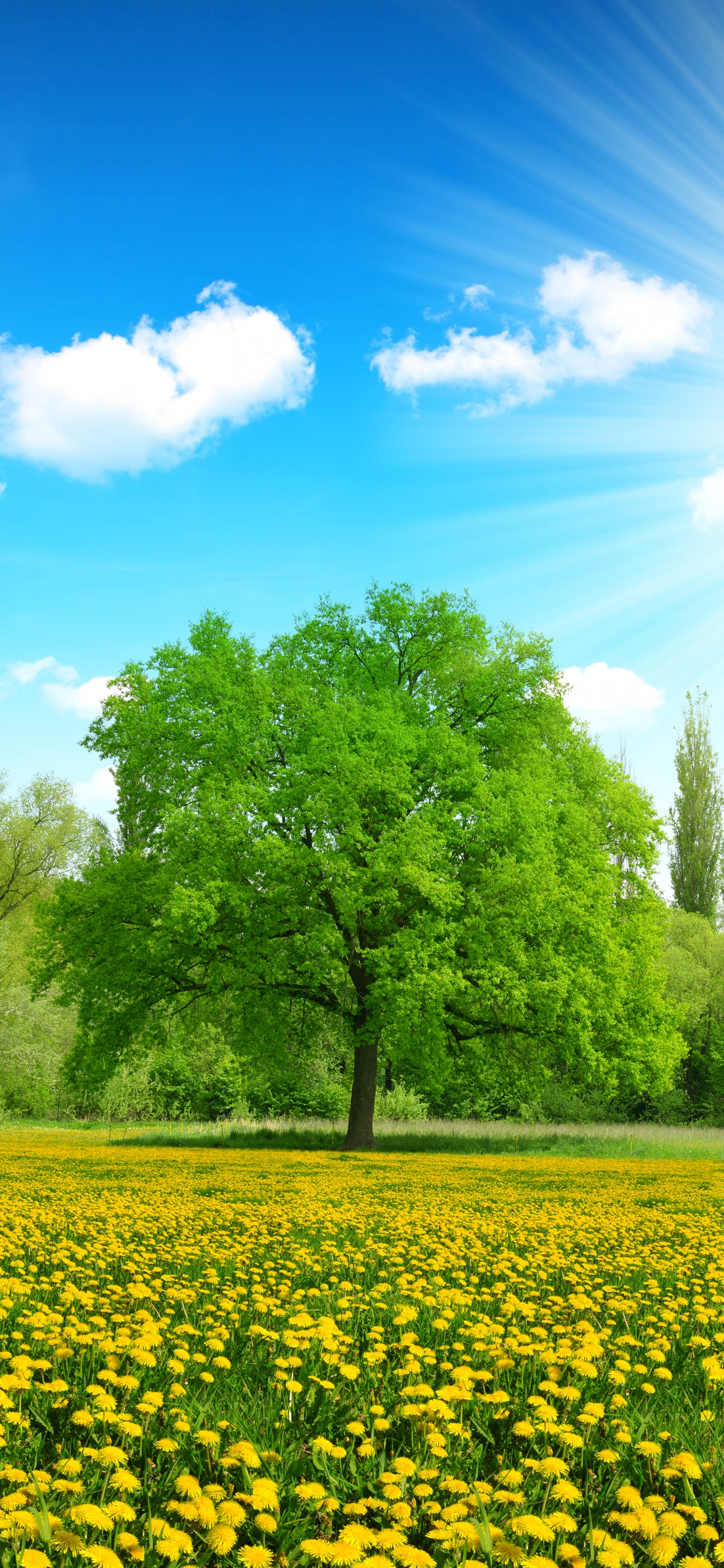 Tagsüber Grüne Bäume Und Gelbes Blumenfeld Unter Blauem Himmel. Wallpaper in 1242x2688 Resolution