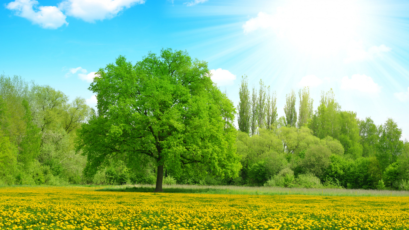 Tagsüber Grüne Bäume Und Gelbes Blumenfeld Unter Blauem Himmel. Wallpaper in 1366x768 Resolution