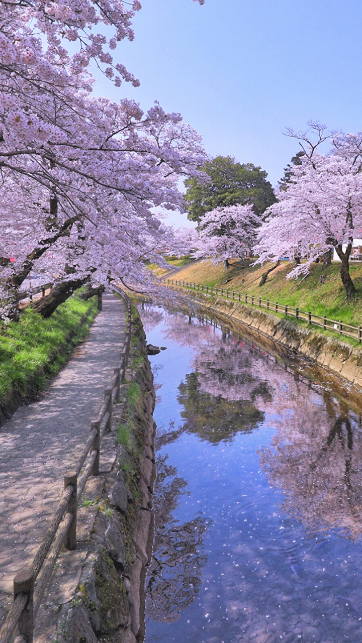 White Cherry Blossom Trees Beside River. Wallpaper in 720x1280 Resolution