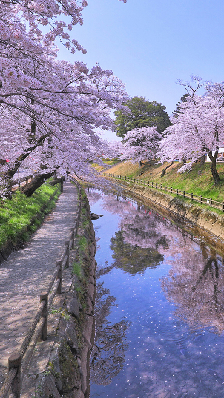 White Cherry Blossom Trees Beside River. Wallpaper in 750x1334 Resolution