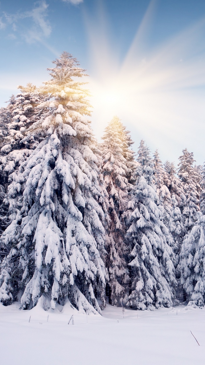 Schneebedeckte Kiefern Unter Blauem Himmel Tagsüber. Wallpaper in 720x1280 Resolution