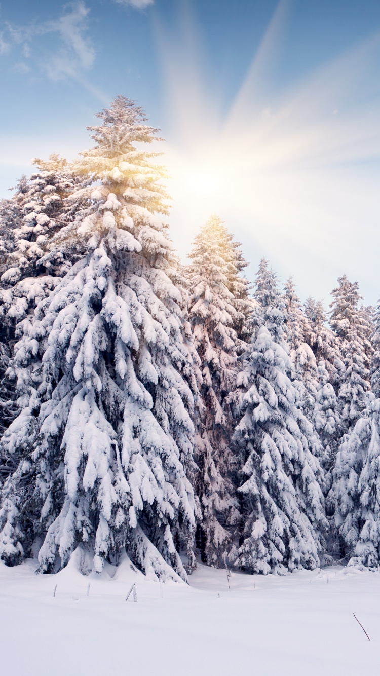 Schneebedeckte Kiefern Unter Blauem Himmel Tagsüber. Wallpaper in 750x1334 Resolution