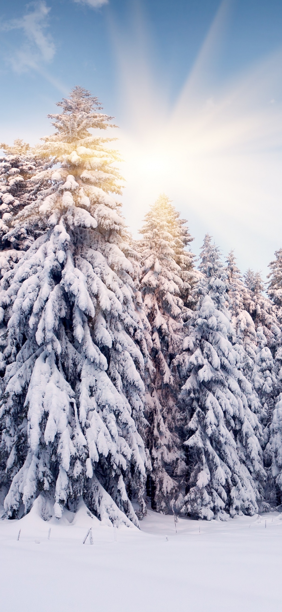 Pinos Cubiertos de Nieve Bajo un Cielo Azul Durante el Día. Wallpaper in 1125x2436 Resolution