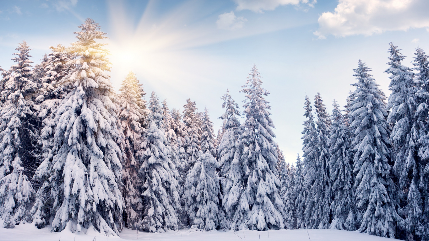 Pinos Cubiertos de Nieve Bajo un Cielo Azul Durante el Día. Wallpaper in 1366x768 Resolution