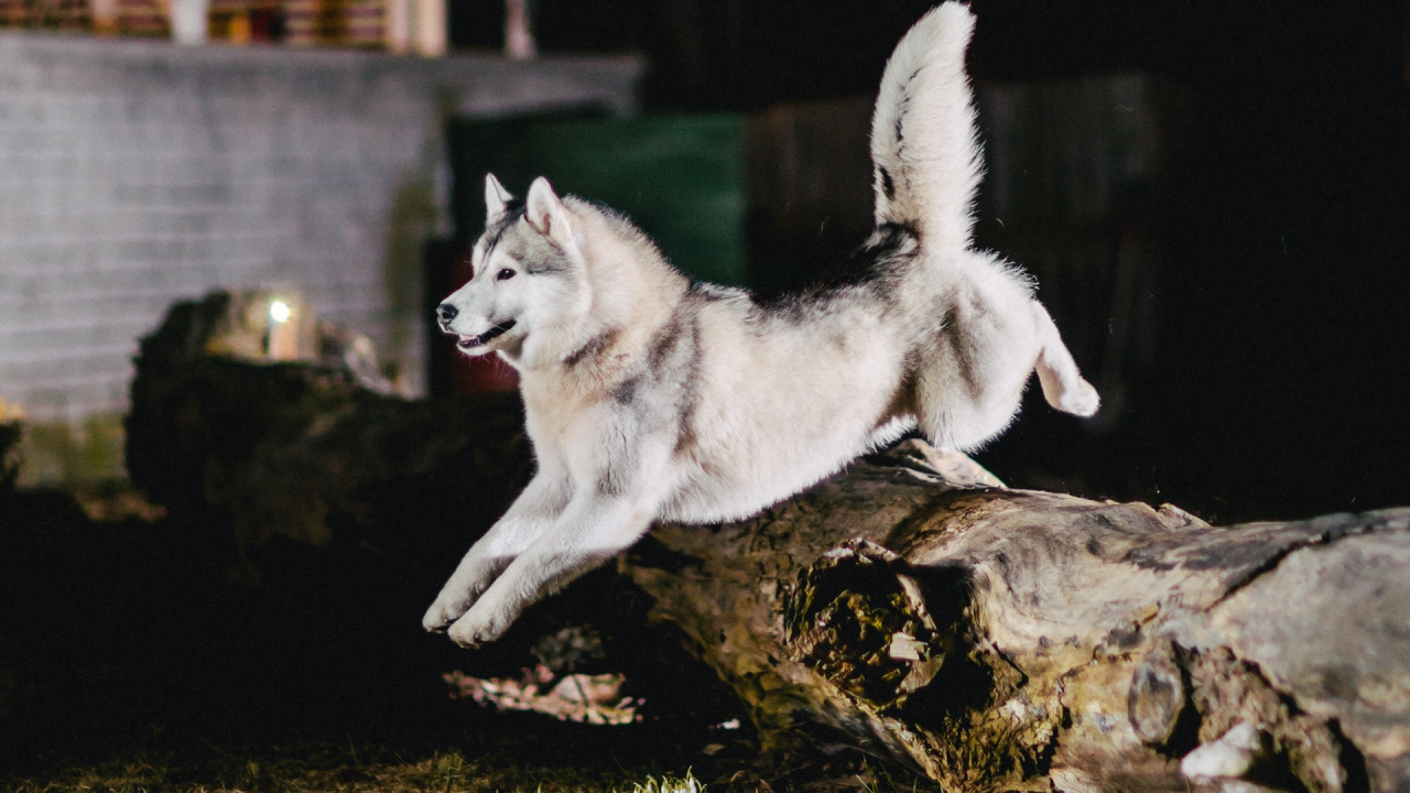 阿拉斯加雪橇犬, 品种的狗, 赫斯基, 那只狼狗, 小狗 壁纸 1280x720 允许