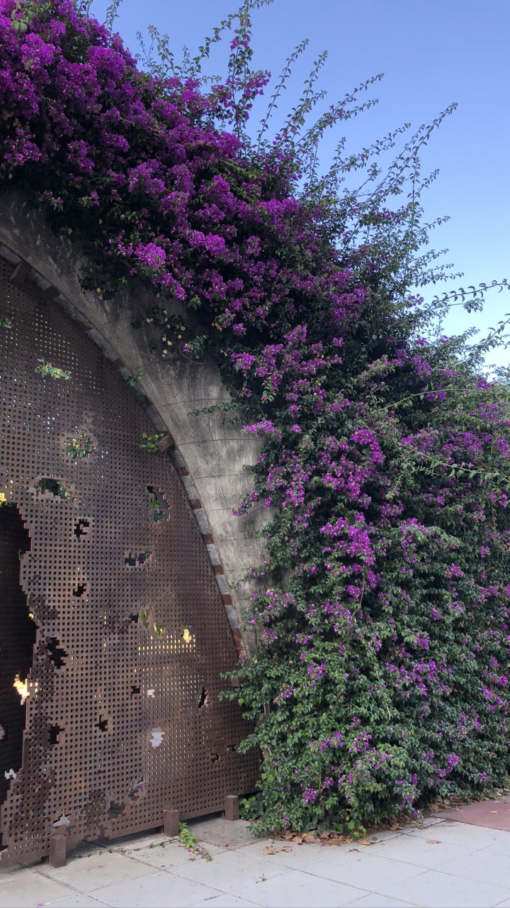 Wissenschaft, Physik, Purpur, Staude, Lavendel. Wallpaper in 720x1280 Resolution