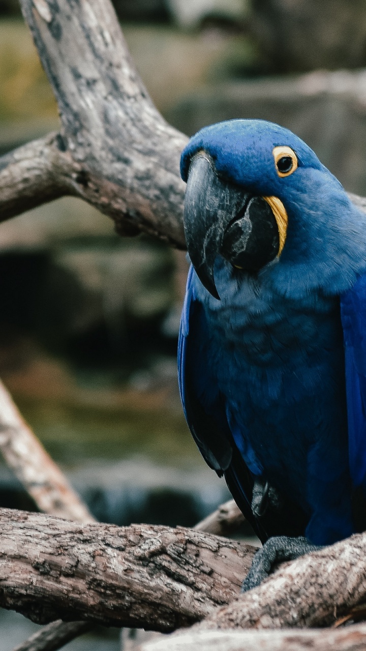 Oiseau Bleu et Blanc Sur Une Branche D'arbre Marron. Wallpaper in 720x1280 Resolution