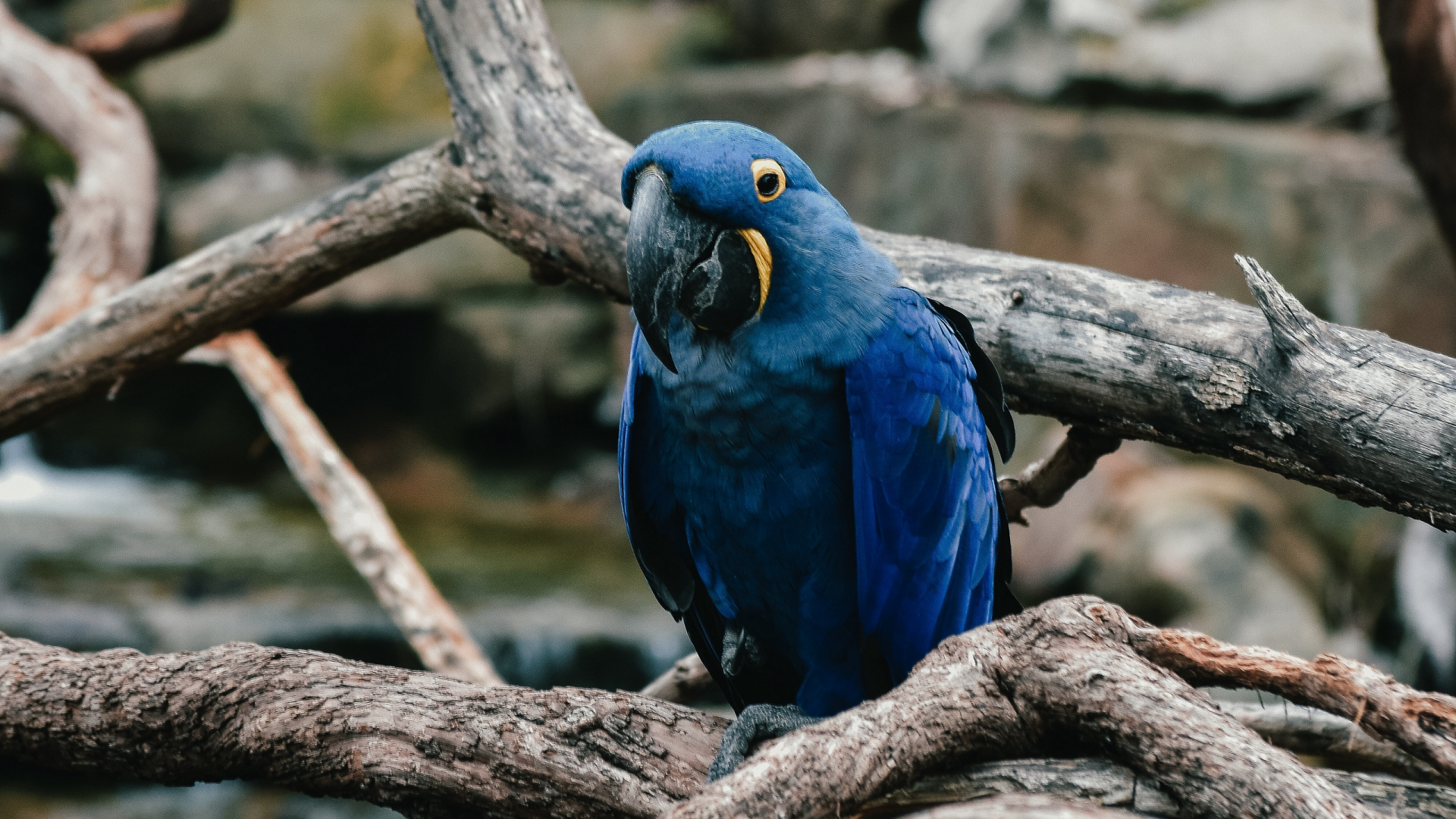 Blue and White Bird on Brown Tree Branch. Wallpaper in 1920x1080 Resolution