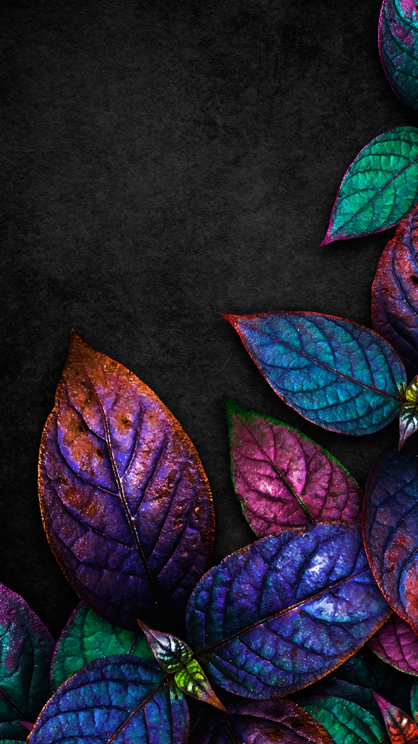 Blatt, Purpur, Natur, Botanik, Blütenblatt. Wallpaper in 1440x2560 Resolution