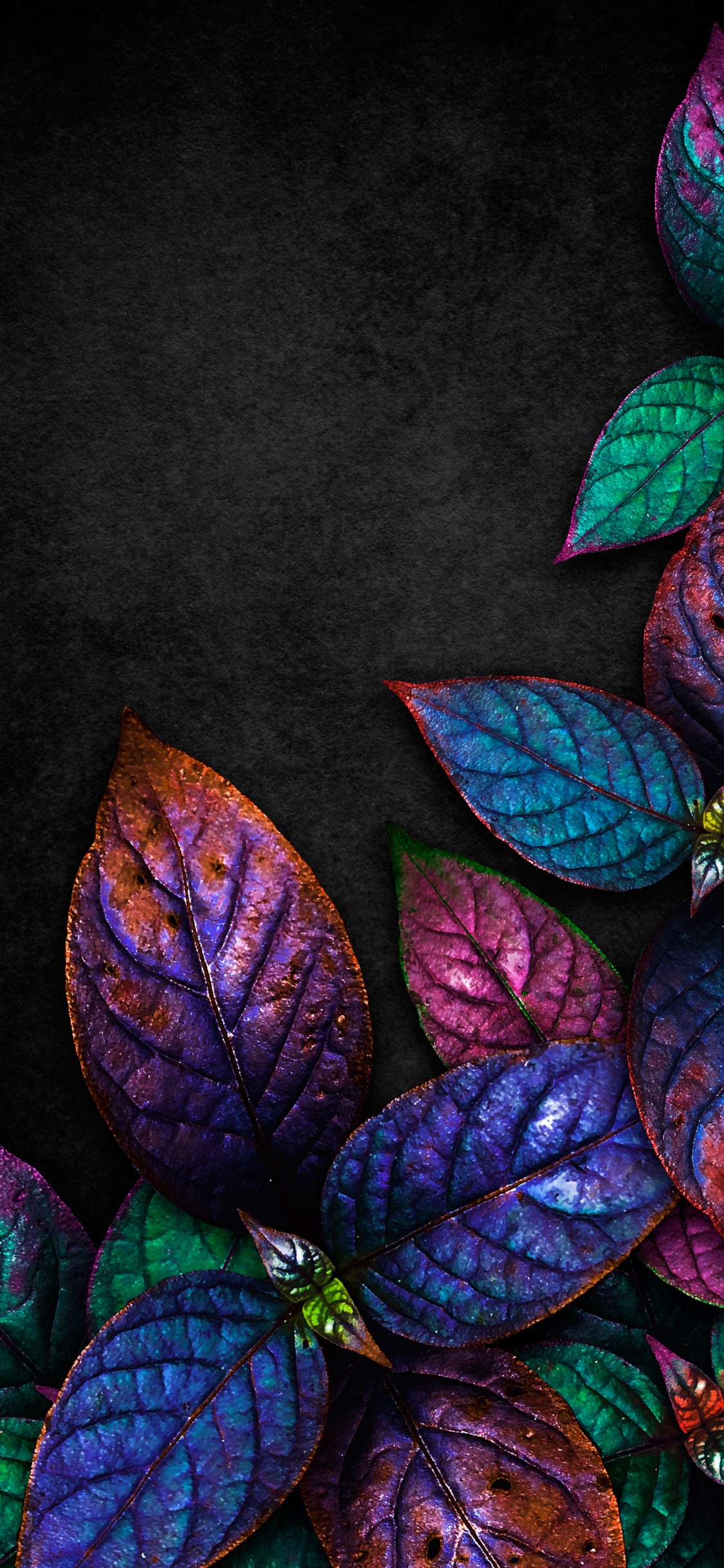 Leaf, Purple, Nature, Liquid, Botany. Wallpaper in 1125x2436 Resolution