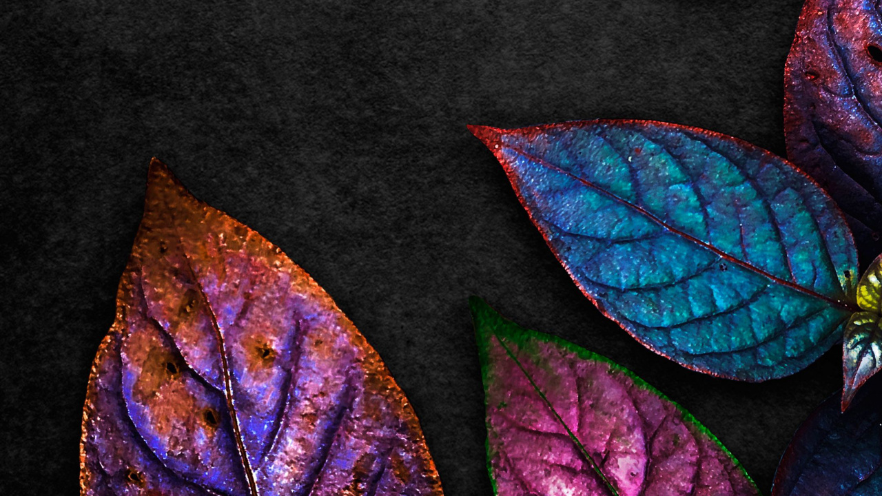 Leaf, Purple, Nature, Liquid, Botany. Wallpaper in 1280x720 Resolution