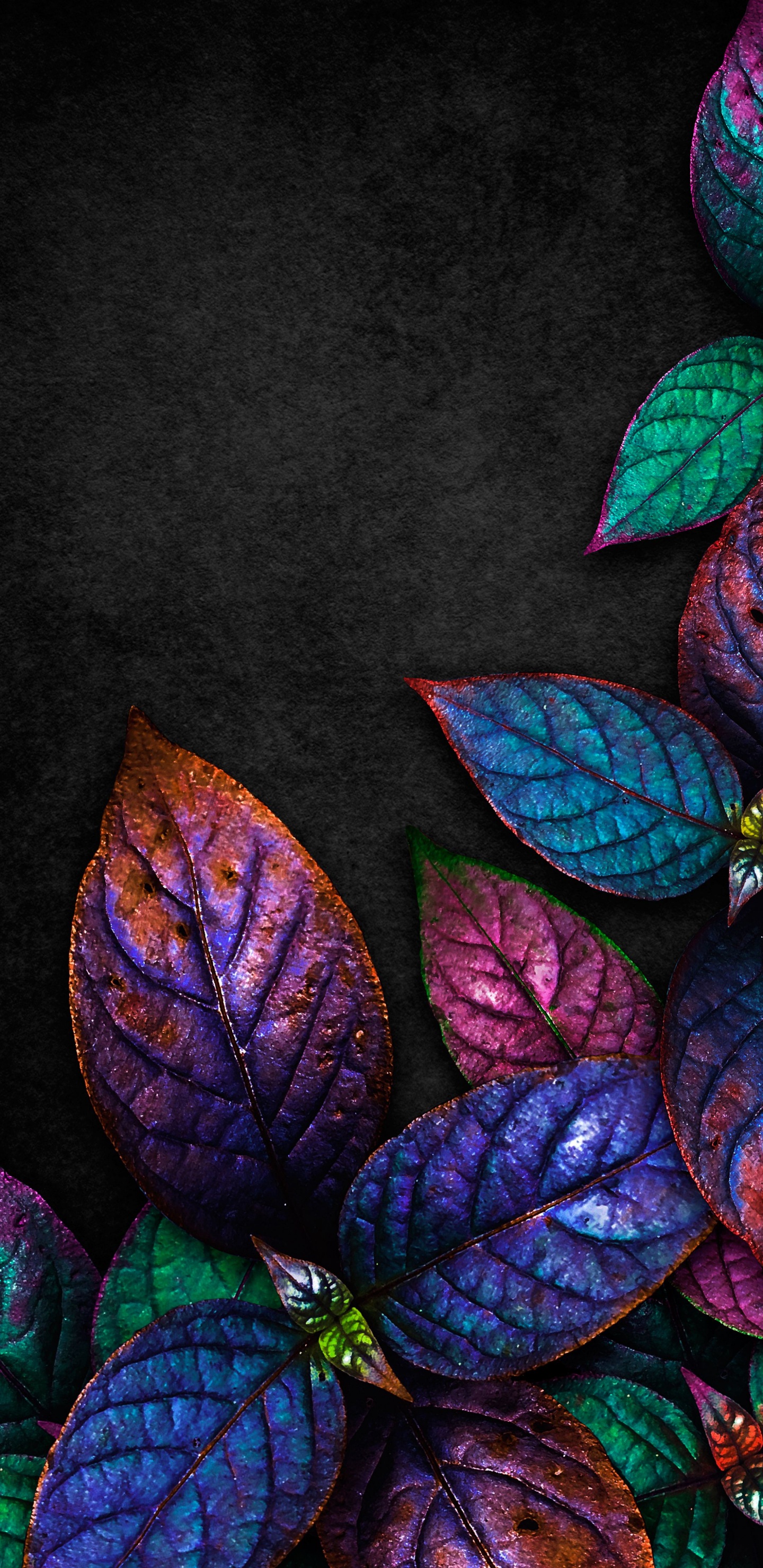 Leaf, Purple, Nature, Liquid, Botany. Wallpaper in 1440x2960 Resolution