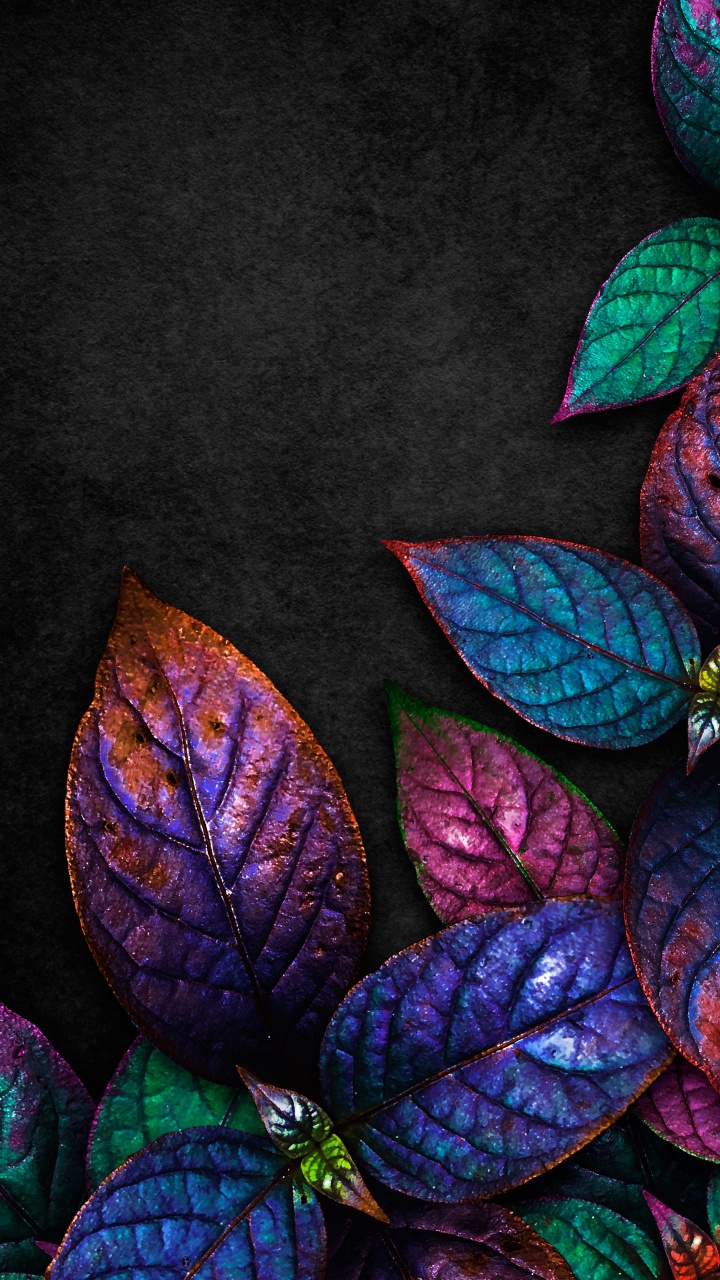 Leaf, Purple, Nature, Liquid, Botany. Wallpaper in 720x1280 Resolution