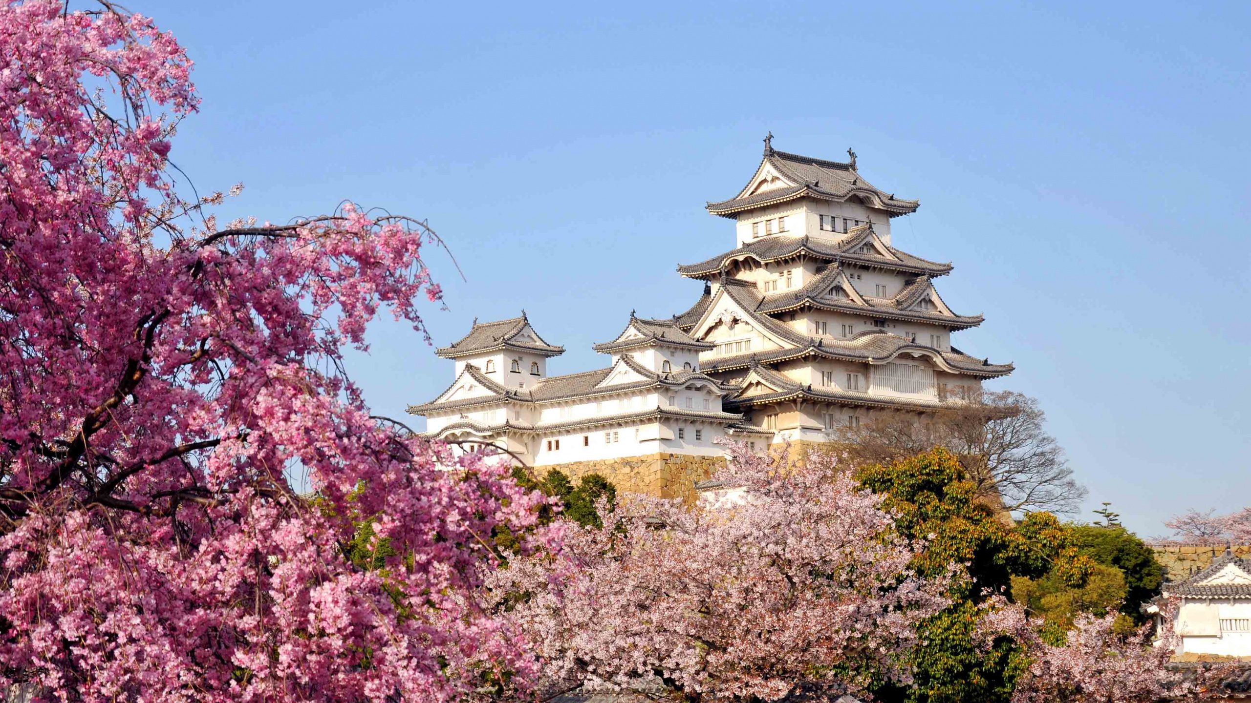 姬路城, 樱花, 开花, 弹簧, 旅游景点 壁纸 2560x1440 允许