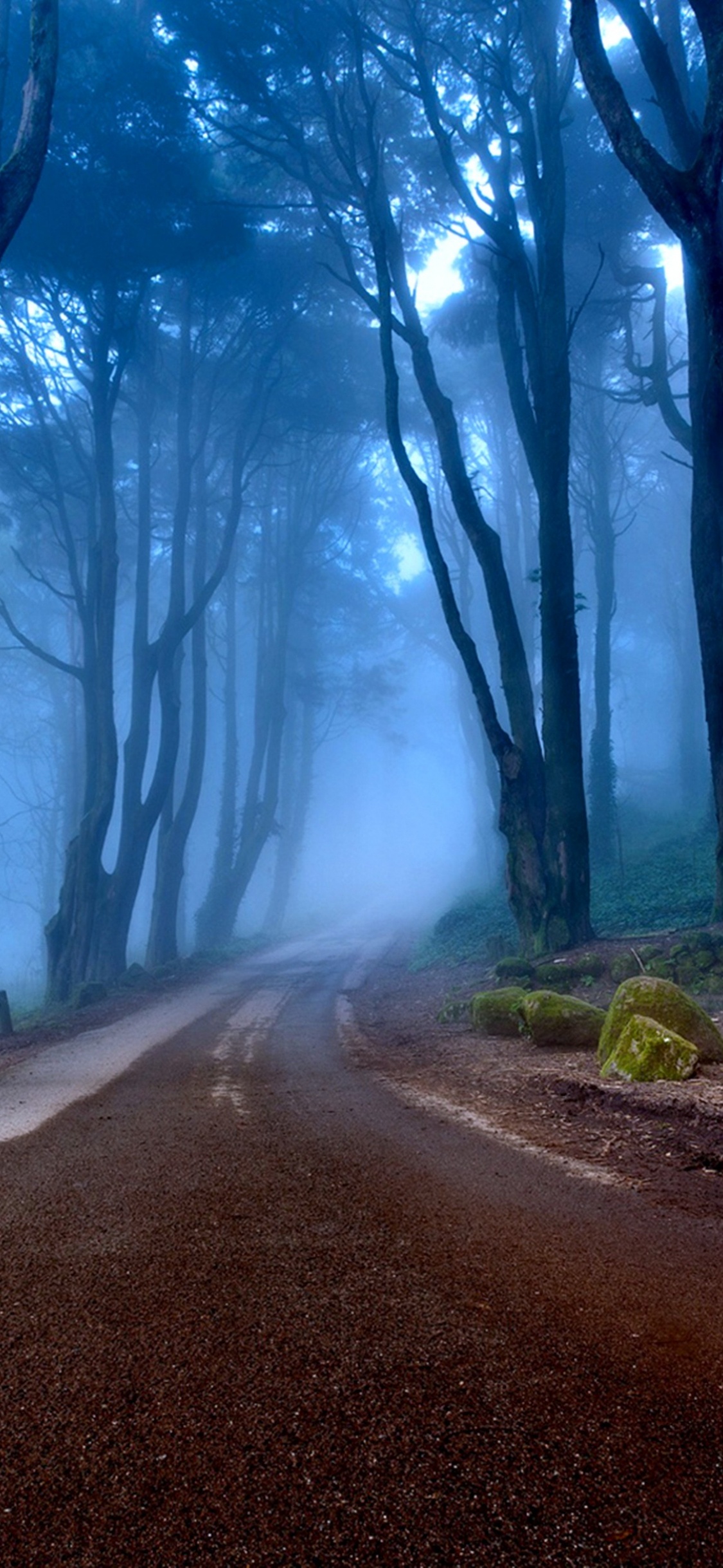 Arbres Verts à Côté de la Route Grise. Wallpaper in 1125x2436 Resolution