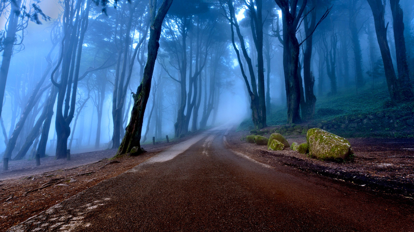 Grüne Bäume Neben Grauer Straße. Wallpaper in 1366x768 Resolution