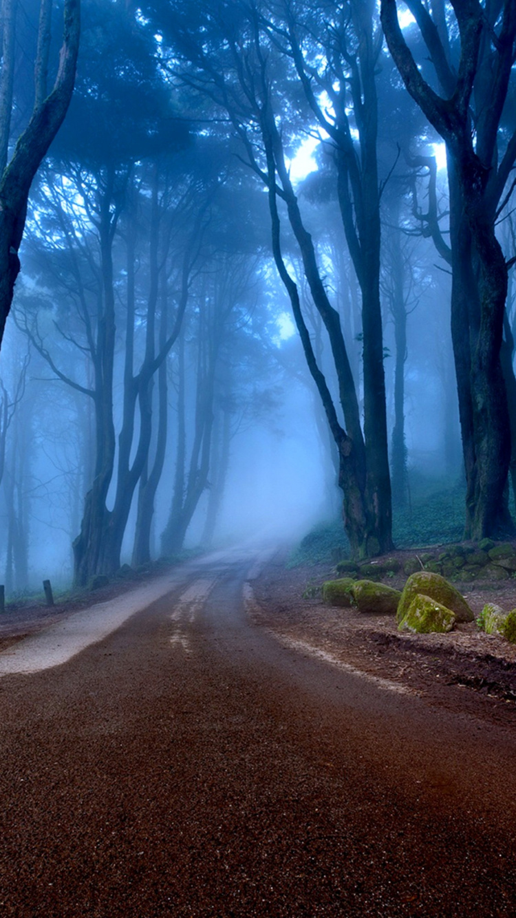 性质, 森林, 气氛, 生态系统, 阳光 壁纸 750x1334 允许