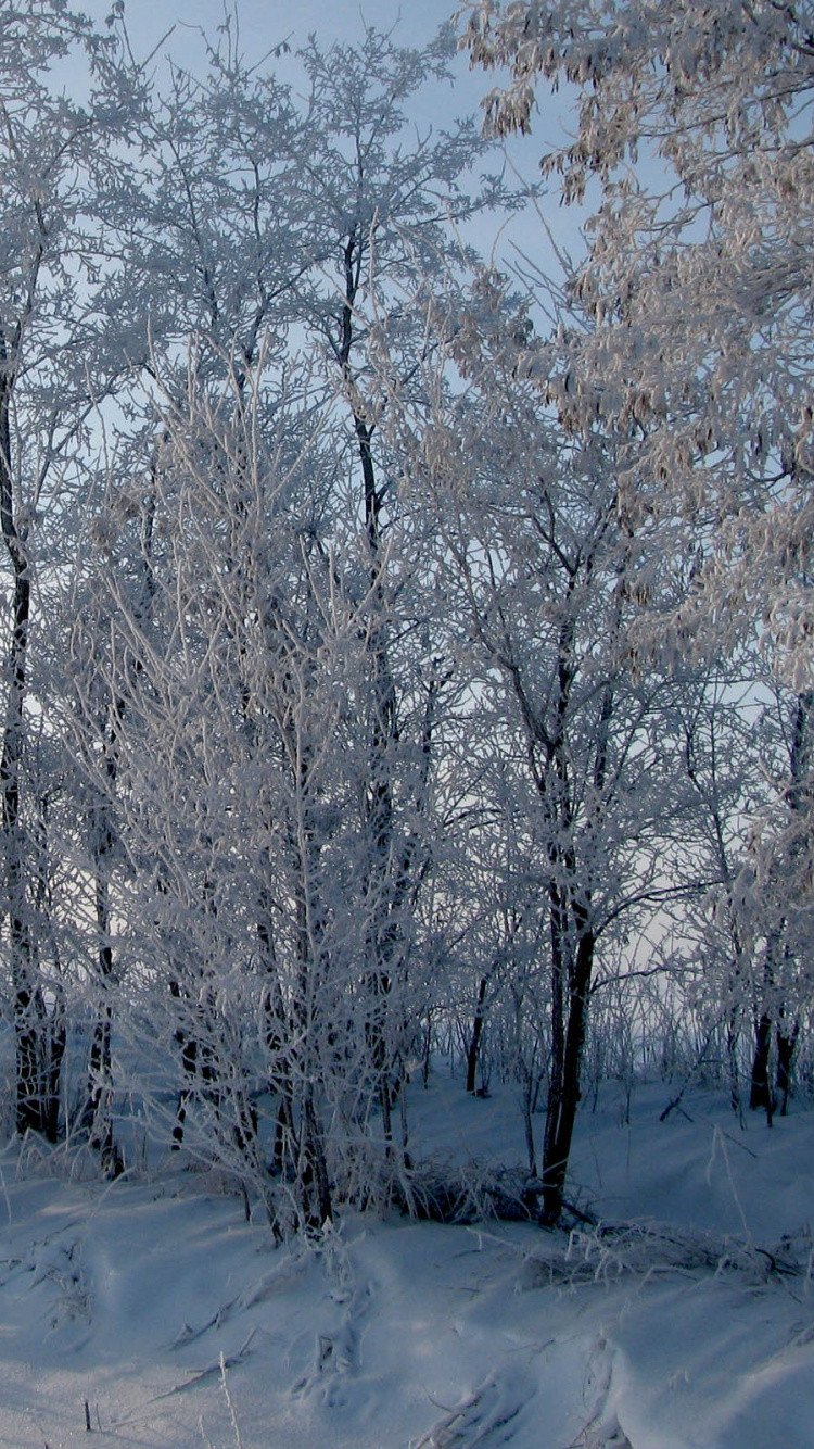 Arbres Couverts de Neige Pendant la Journée. Wallpaper in 750x1334 Resolution