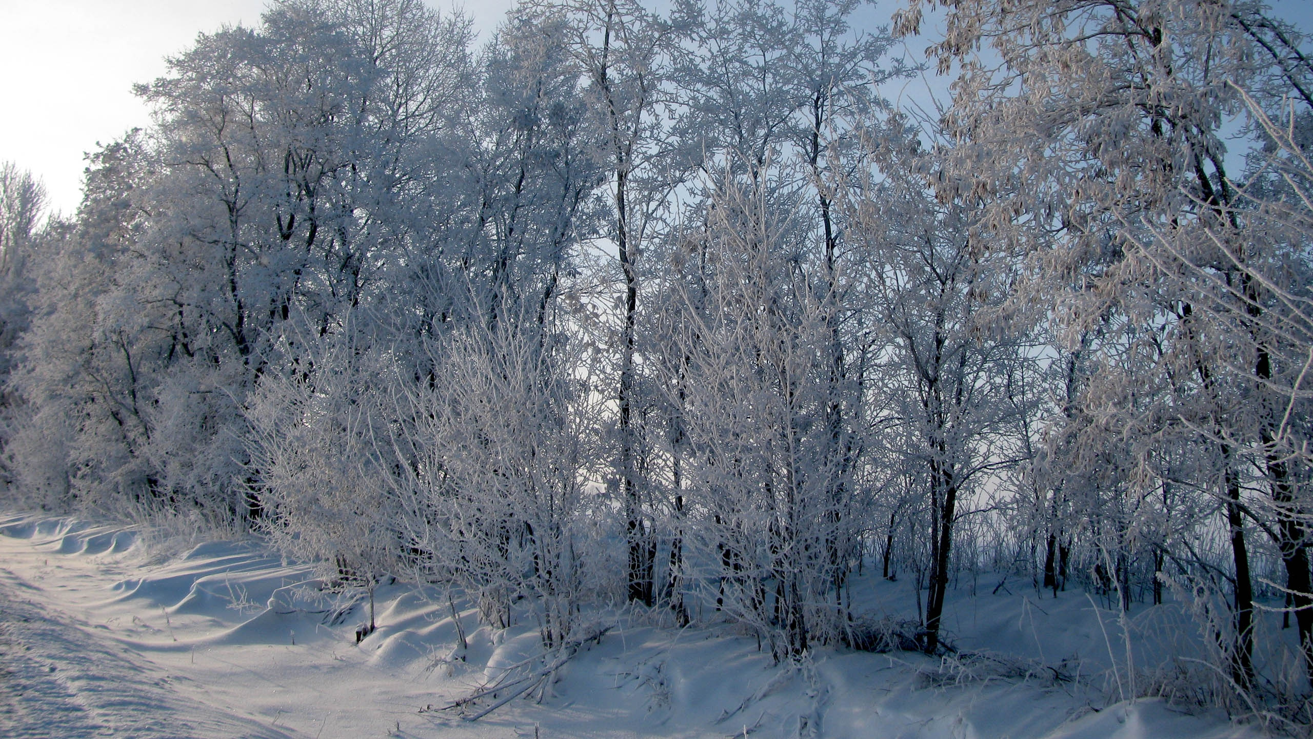 冻结, 早上, 莫斯科, 雪道, 林地 壁纸 2560x1440 允许