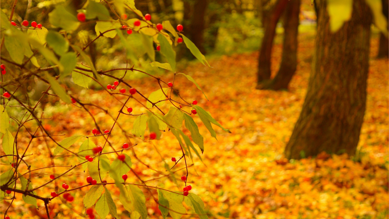 Yellow and Red Leaves on Ground. Wallpaper in 1280x720 Resolution
