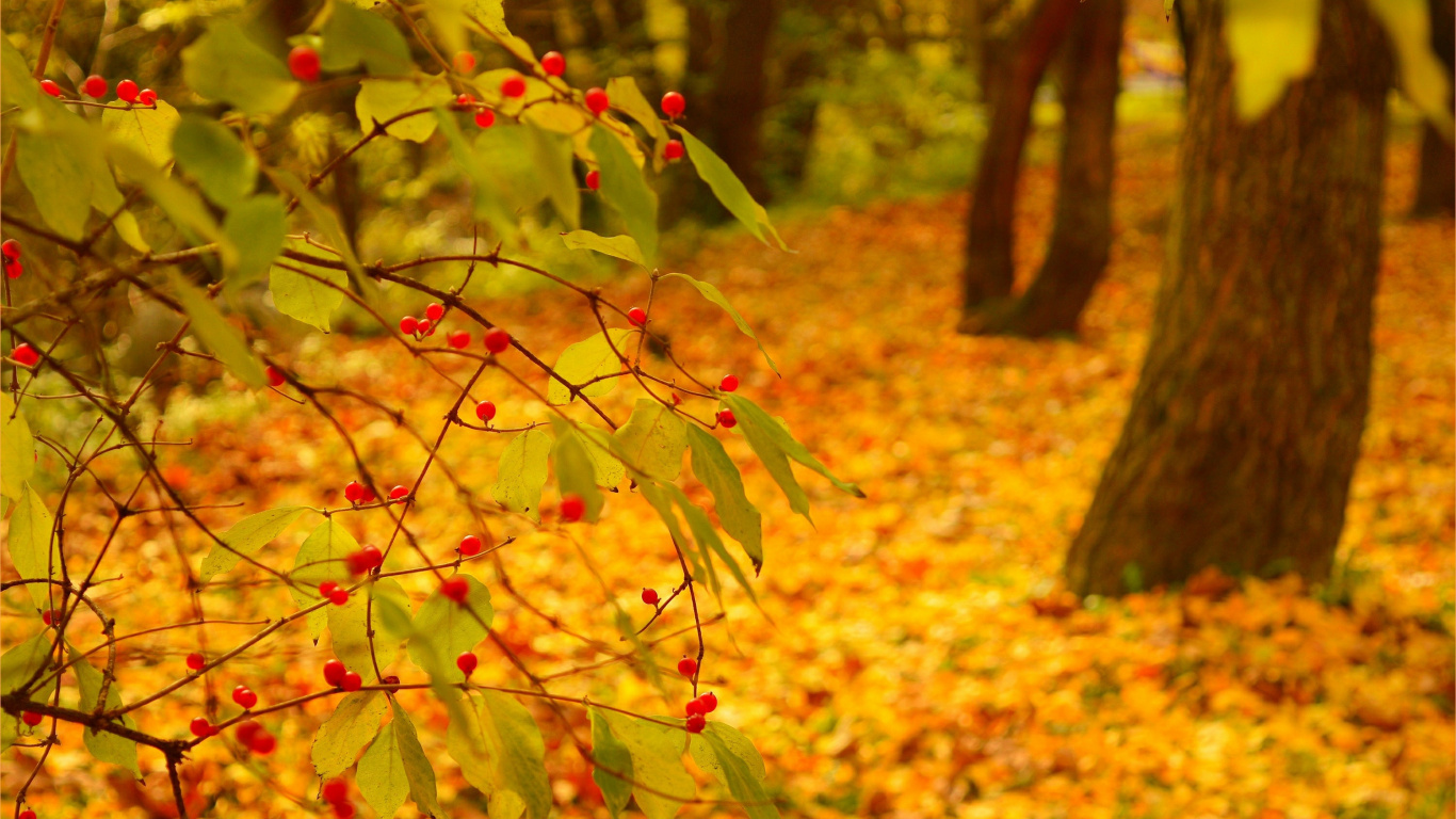 Yellow and Red Leaves on Ground. Wallpaper in 1366x768 Resolution