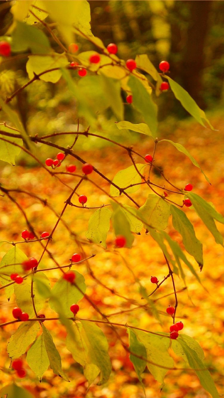 Yellow and Red Leaves on Ground. Wallpaper in 750x1334 Resolution