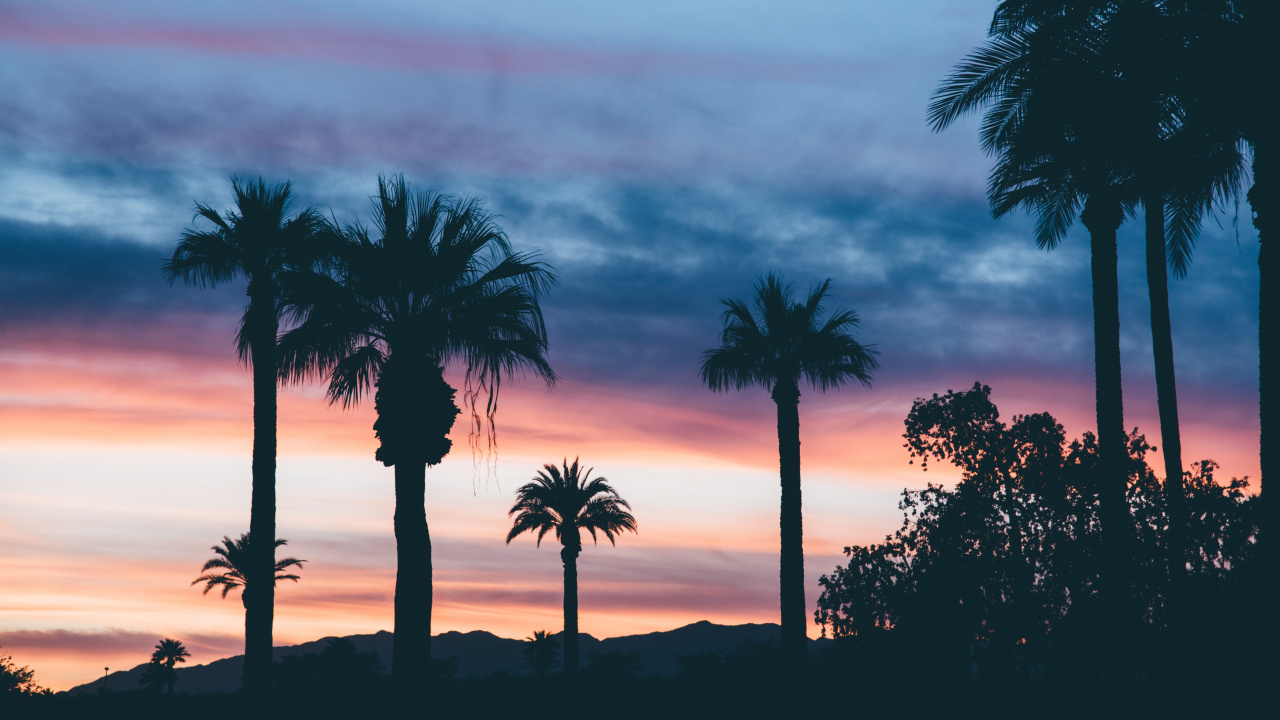Silhouette of Palm Trees During Sunset. Wallpaper in 1280x720 Resolution