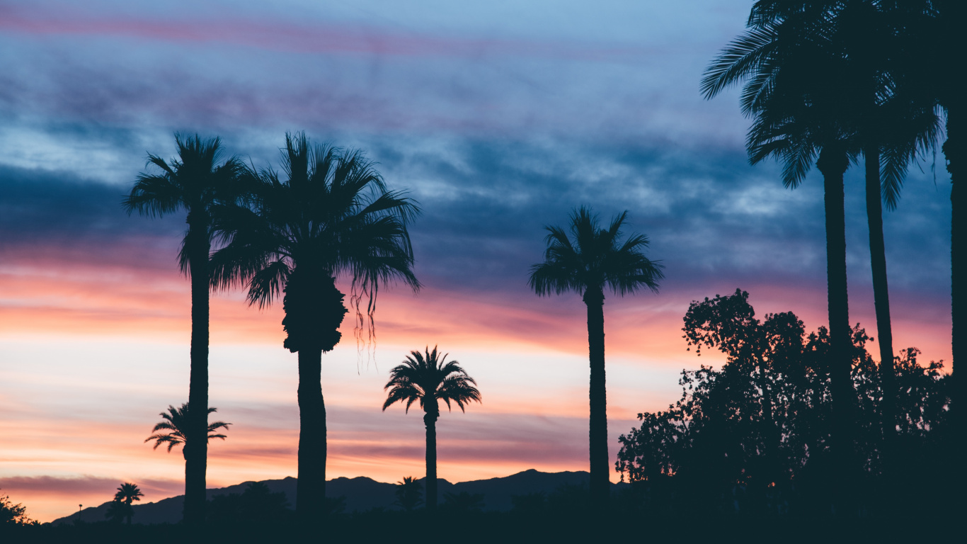 Silhouette of Palm Trees During Sunset. Wallpaper in 1366x768 Resolution