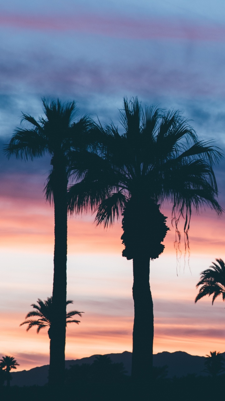 Silhouette of Palm Trees During Sunset. Wallpaper in 720x1280 Resolution