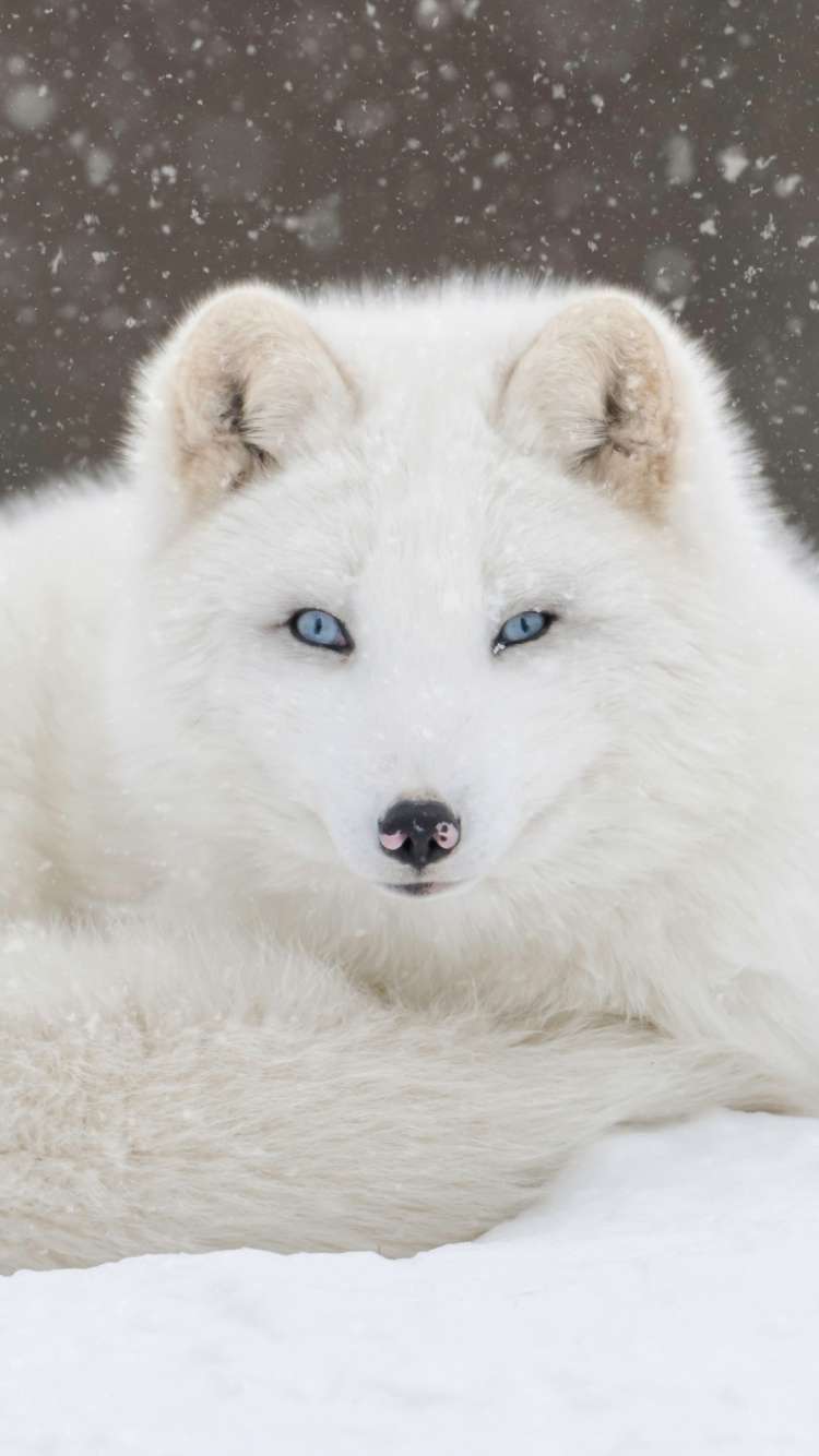 Arctic Fox, Fuchs, Illustration, Kopf, Hund. Wallpaper in 750x1334 Resolution