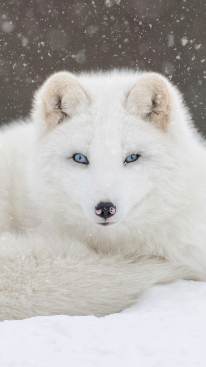 le Renard Arctique, Fox, Illustration, Tête, Chien. Wallpaper in 720x1280 Resolution