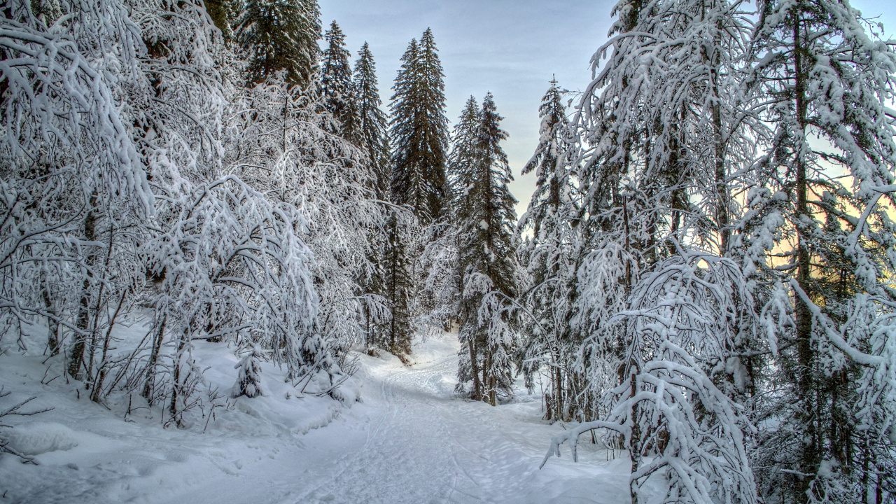Schneebedeckte Bäume Tagsüber. Wallpaper in 1280x720 Resolution