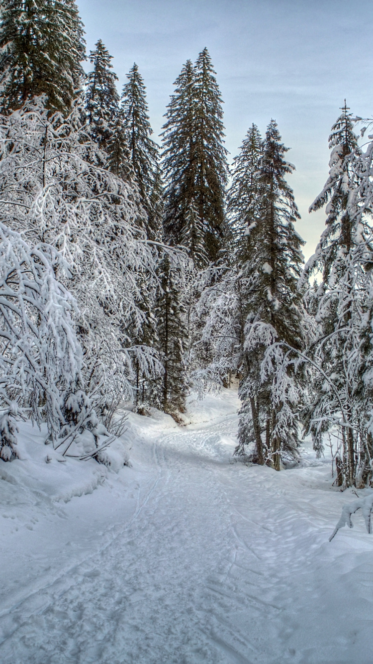 Arbres Couverts de Neige Pendant la Journée. Wallpaper in 750x1334 Resolution
