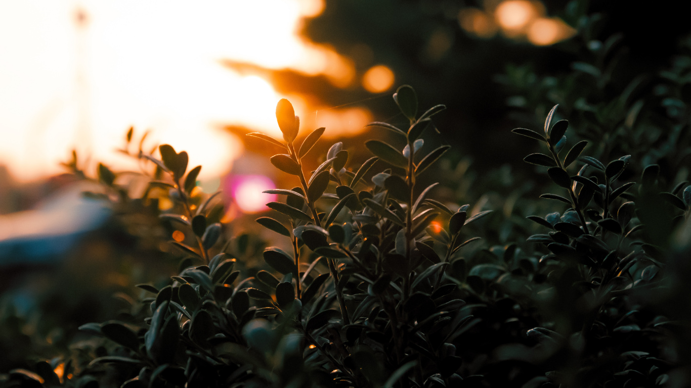 Green Plants During Golden Hour. Wallpaper in 1366x768 Resolution