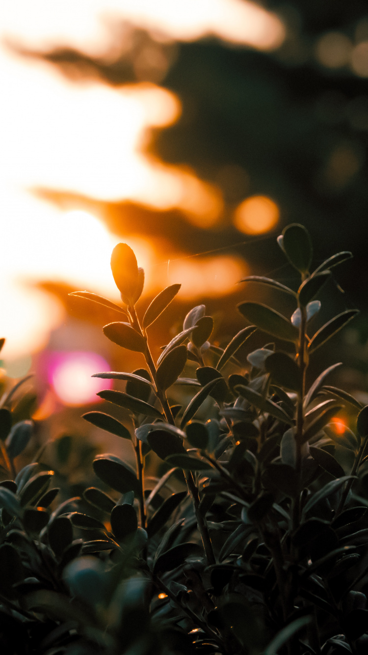 Green Plants During Golden Hour. Wallpaper in 750x1334 Resolution