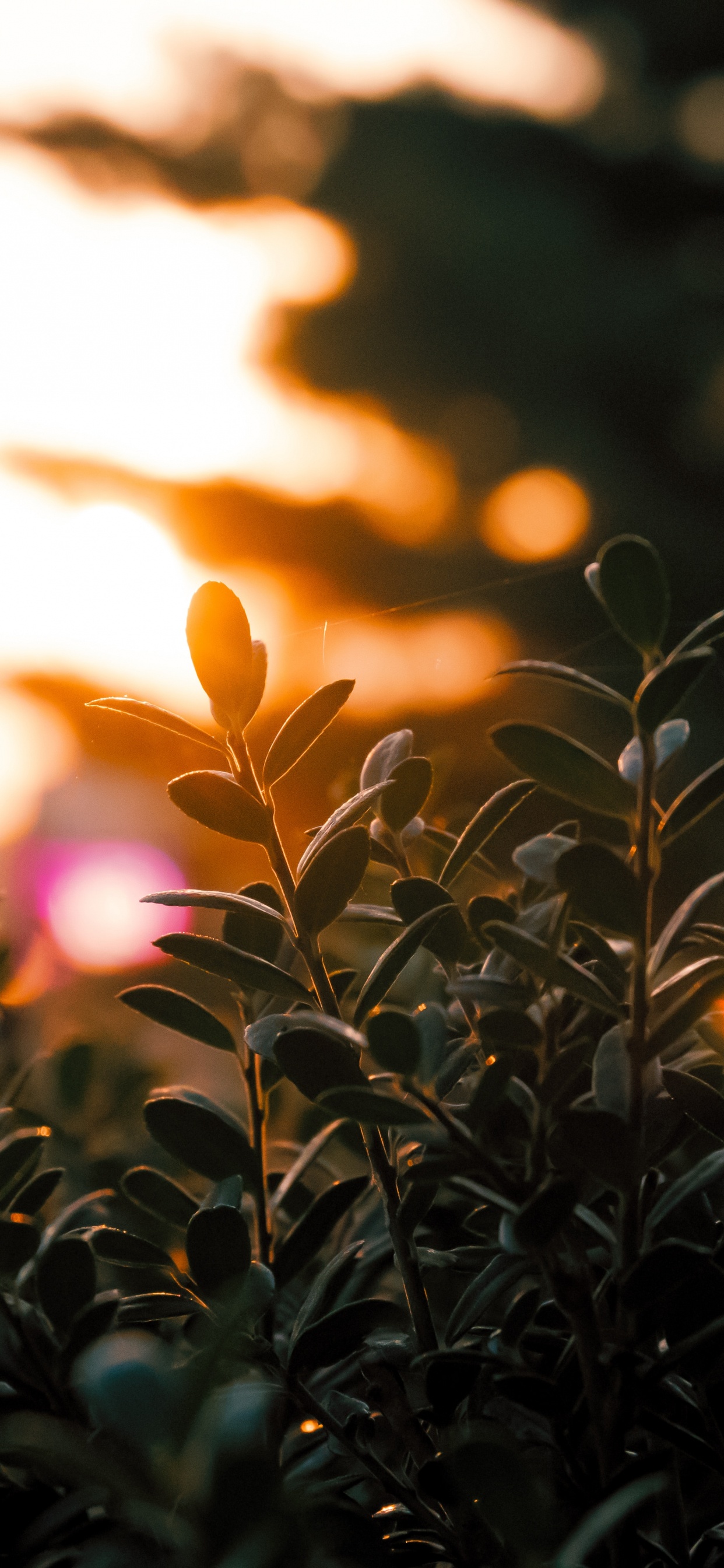 Plantes Vertes Pendant L'heure D'or. Wallpaper in 1242x2688 Resolution