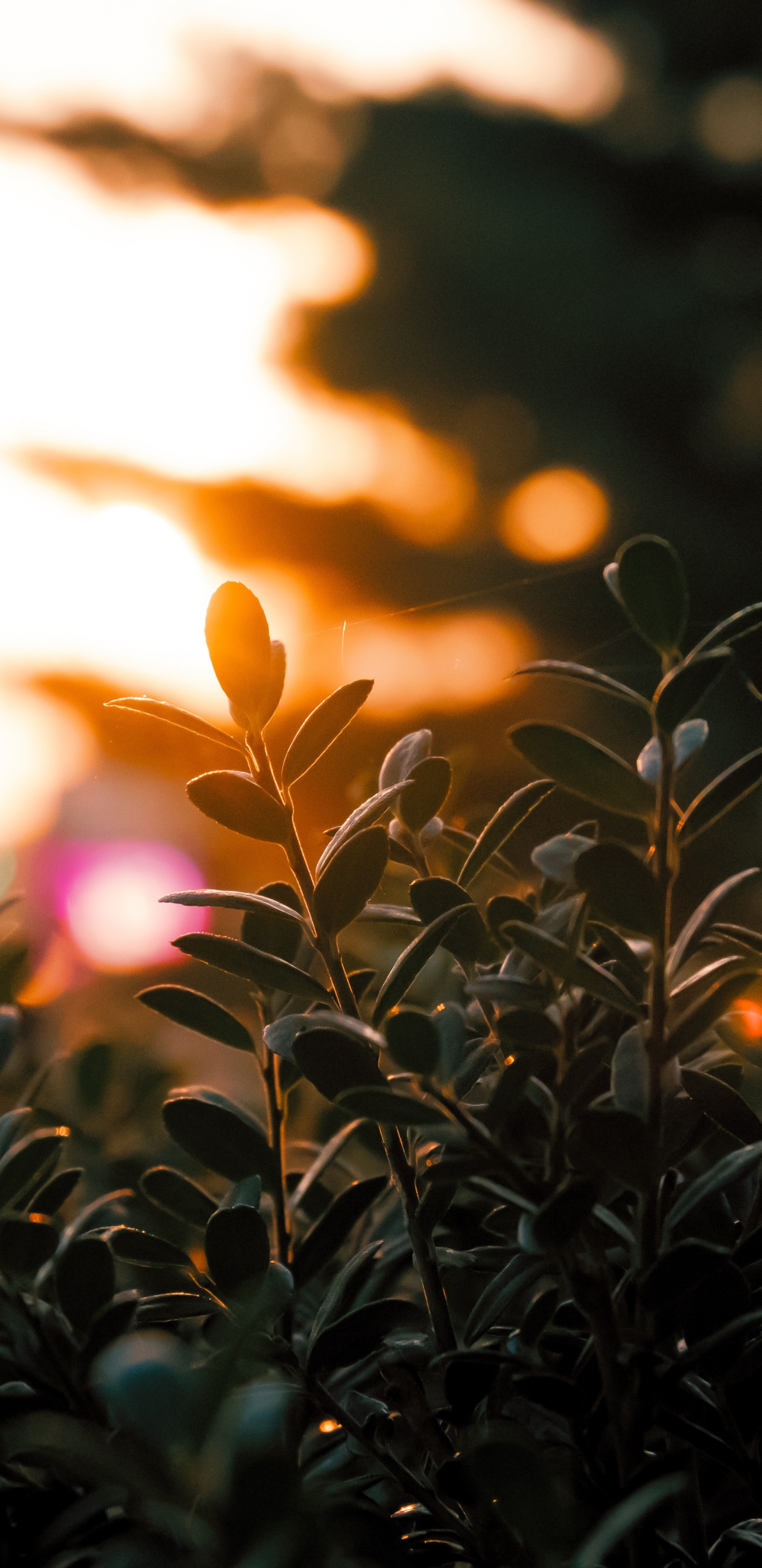 Plantes Vertes Pendant L'heure D'or. Wallpaper in 1440x2960 Resolution