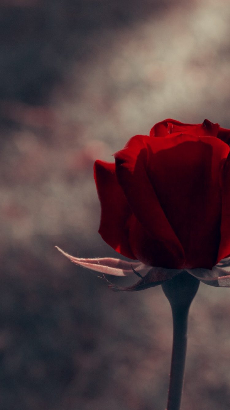 Rote Rose Blüht Tagsüber. Wallpaper in 750x1334 Resolution