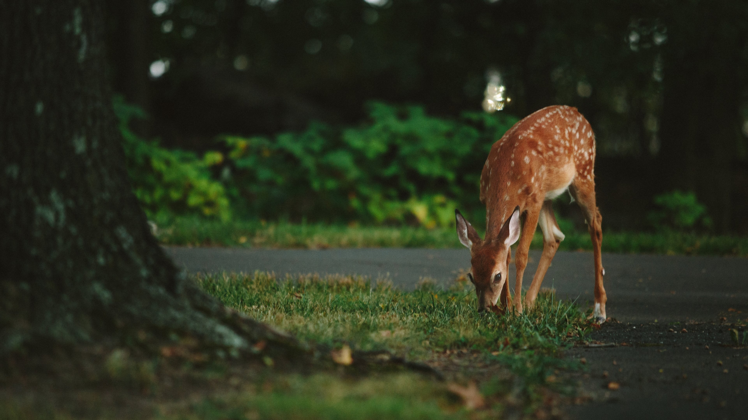 Brown Deer on Green Grass During Daytime. Wallpaper in 2560x1440 Resolution