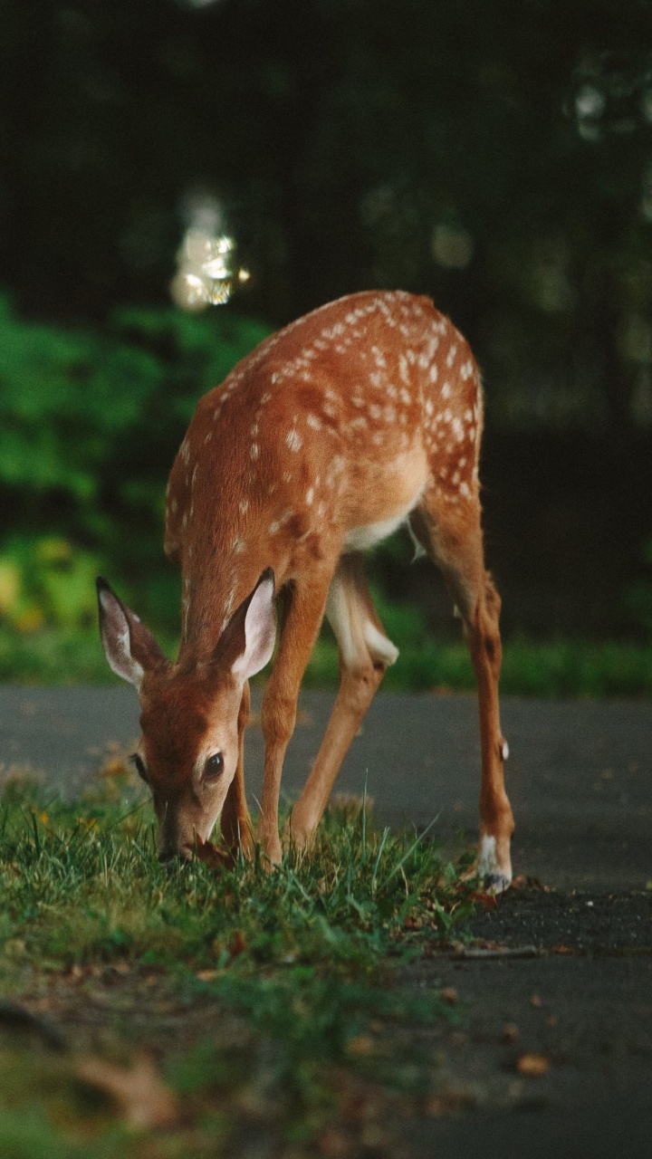 Cerf Brun Sur L'herbe Verte Pendant la Journée. Wallpaper in 720x1280 Resolution