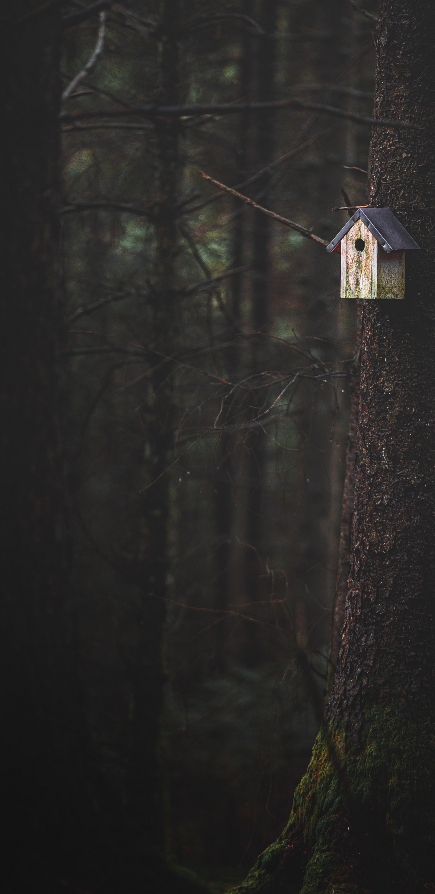 Baum, Holz, Schwarz, Licht, Atmosphäre. Wallpaper in 1440x2960 Resolution