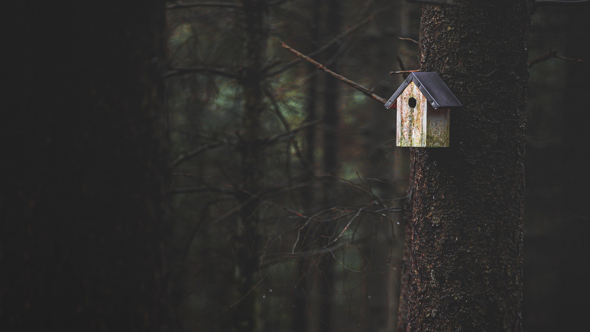 Obscurité, Noir, Lumière, Atmosphère, Forêt. Wallpaper in 1920x1080 Resolution