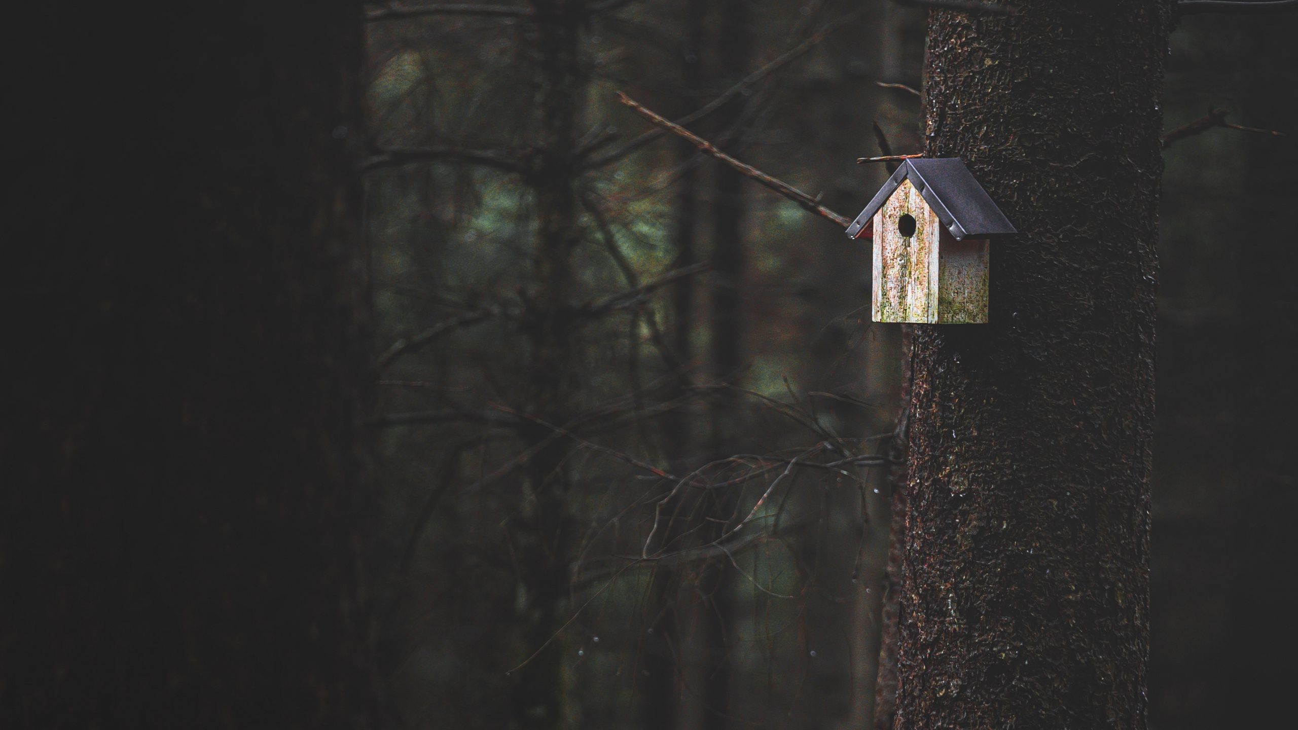 Obscurité, Noir, Lumière, Atmosphère, Forêt. Wallpaper in 2560x1440 Resolution