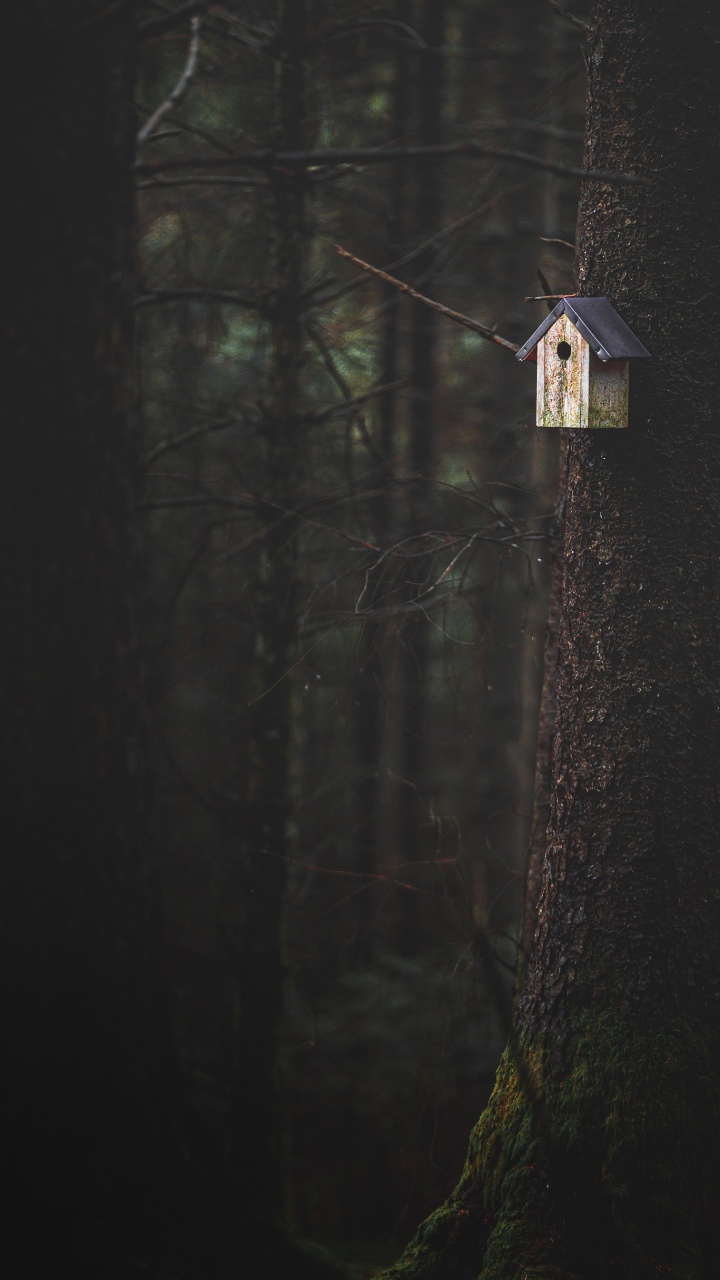 Obscurité, Noir, Lumière, Atmosphère, Forêt. Wallpaper in 720x1280 Resolution