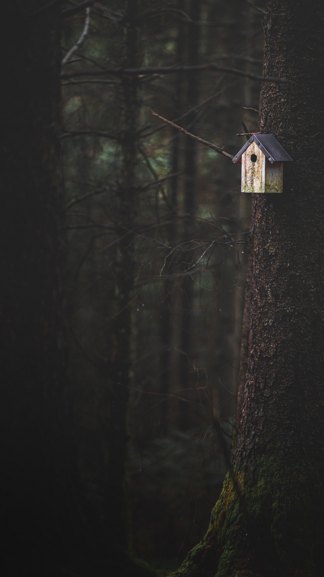Darkness, Tree, Wood, Black, Light. Wallpaper in 1080x1920 Resolution