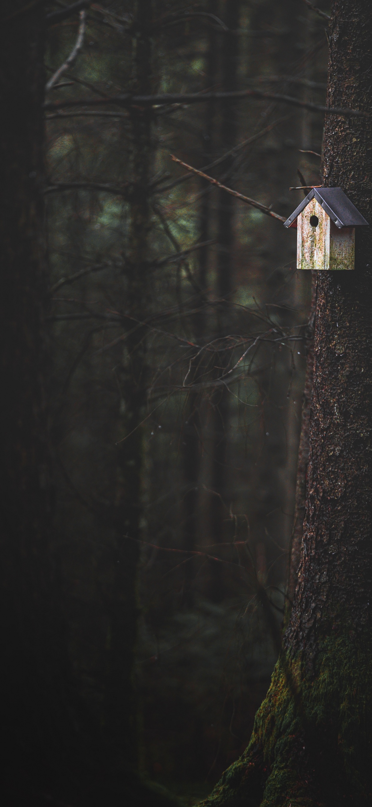 Darkness, Tree, Wood, Black, Light. Wallpaper in 1242x2688 Resolution