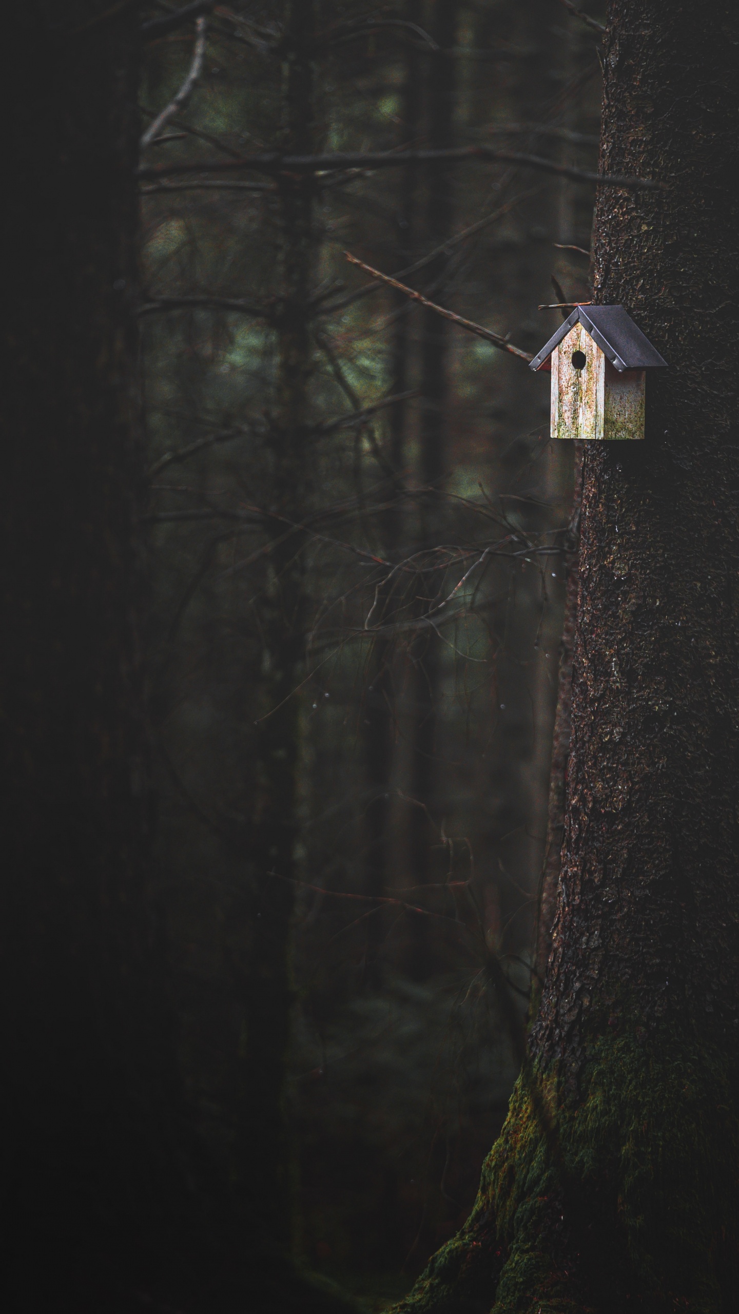 Darkness, Tree, Wood, Black, Light. Wallpaper in 1440x2560 Resolution
