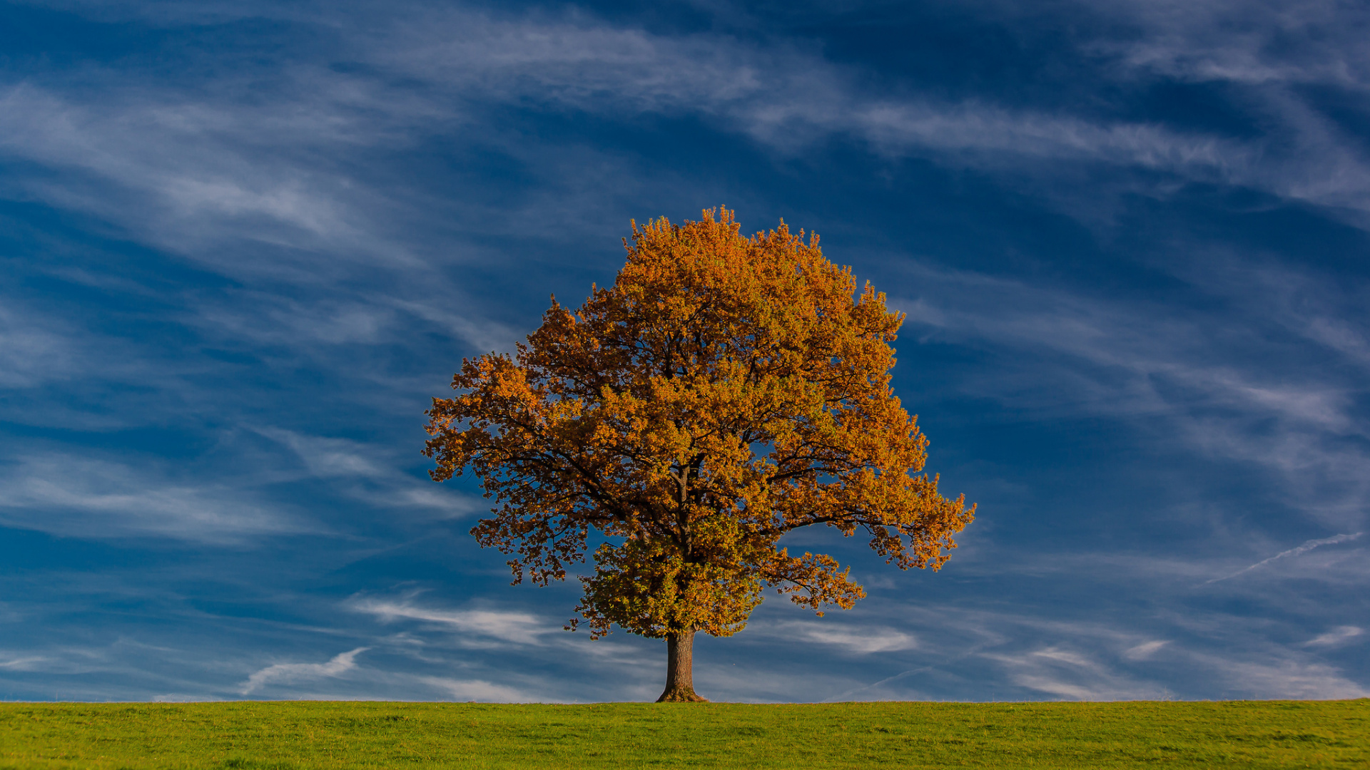 Brown Tree on Green Grass Field Under Blue Sky During Daytime. Wallpaper in 1920x1080 Resolution